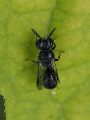 Psenulus sp.